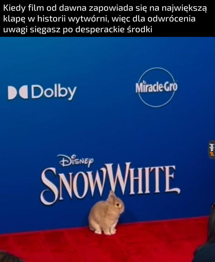 Cały budżet poszedł na królika
