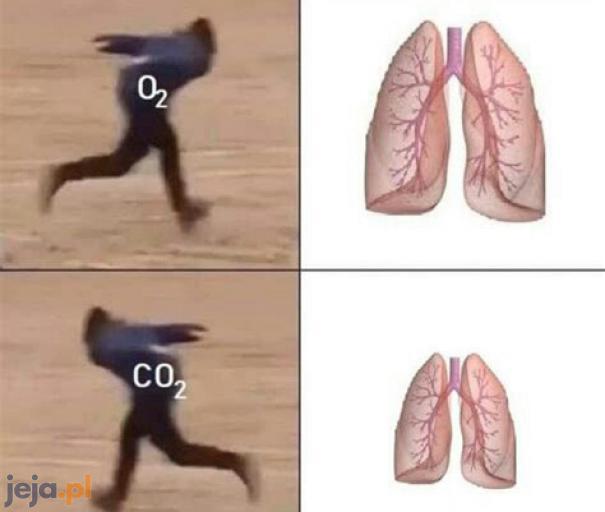 Chemiczno-anatomiczne śmieszki