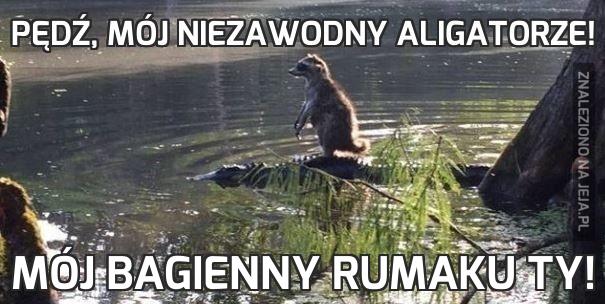 Pędź, mój niezawodny aligatorze!