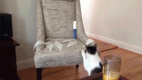 Jak oduczyć kota leżenia na twoim fotelu
