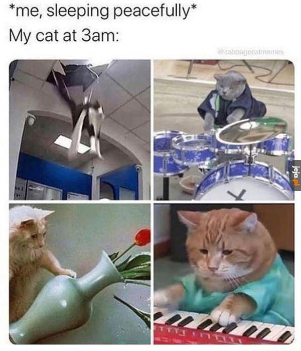 Kot ma swoje godziny pracy