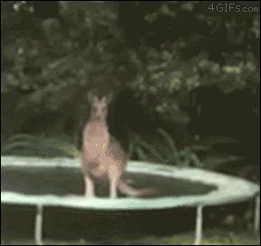 Kangur vs trampolina