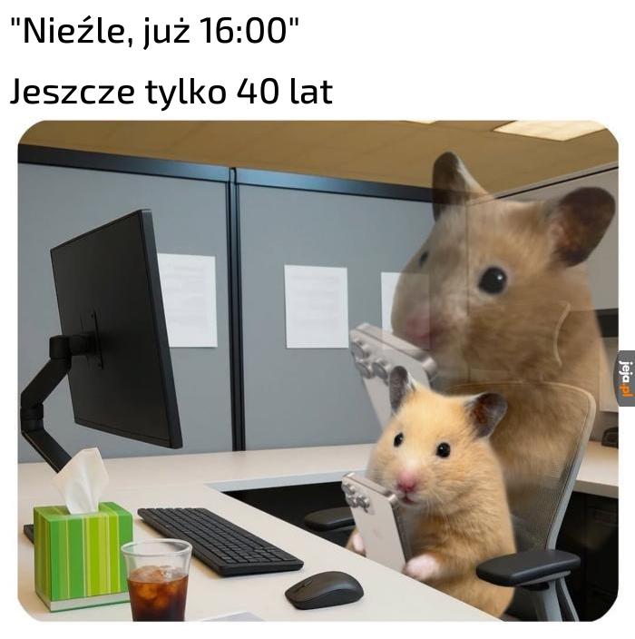 Zleci