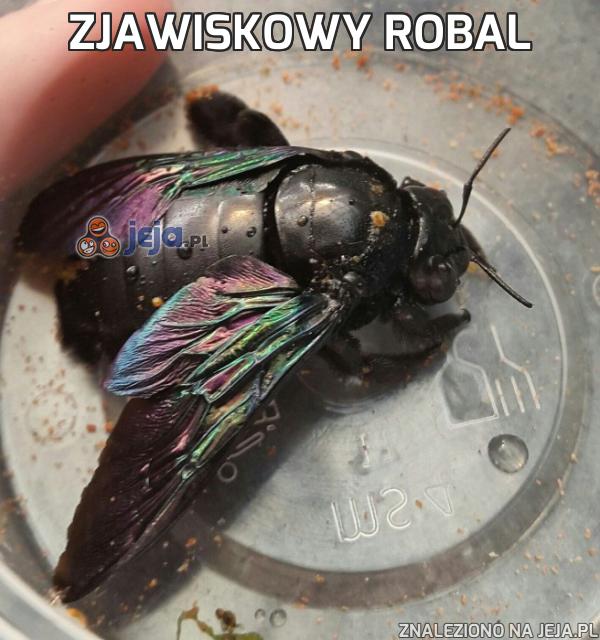 Zjawiskowy robal