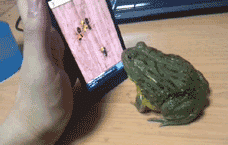 Zła żaba