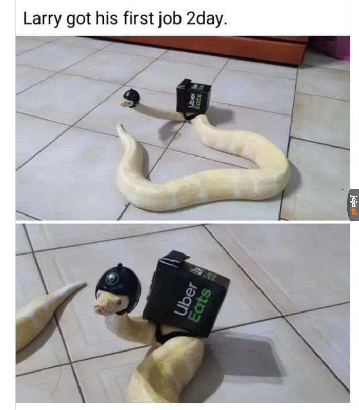 Przedsiębiorczy wąż