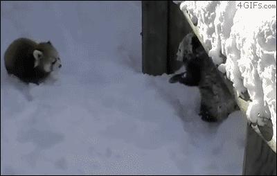 Czerwone pandy pierwszy raz widzą śnieg