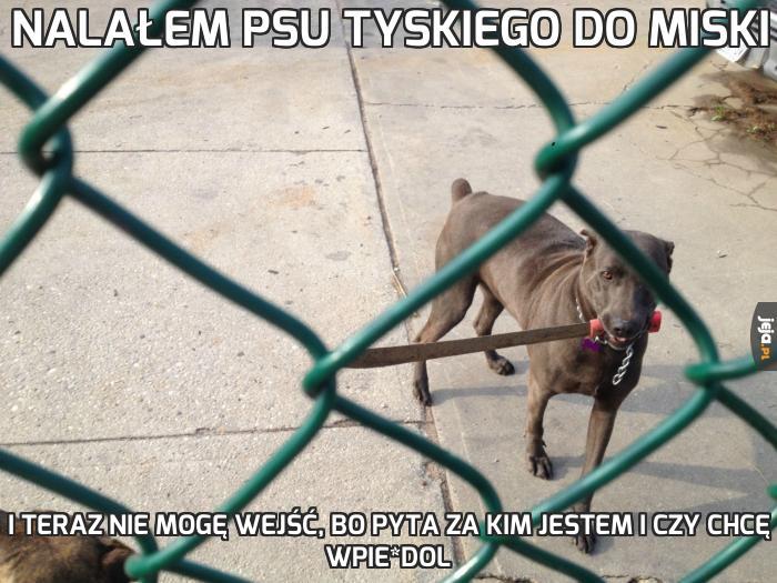 Nalałem psu Tyskiego do miski