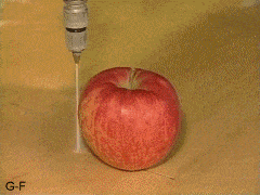 Jabłko przecięte wodą