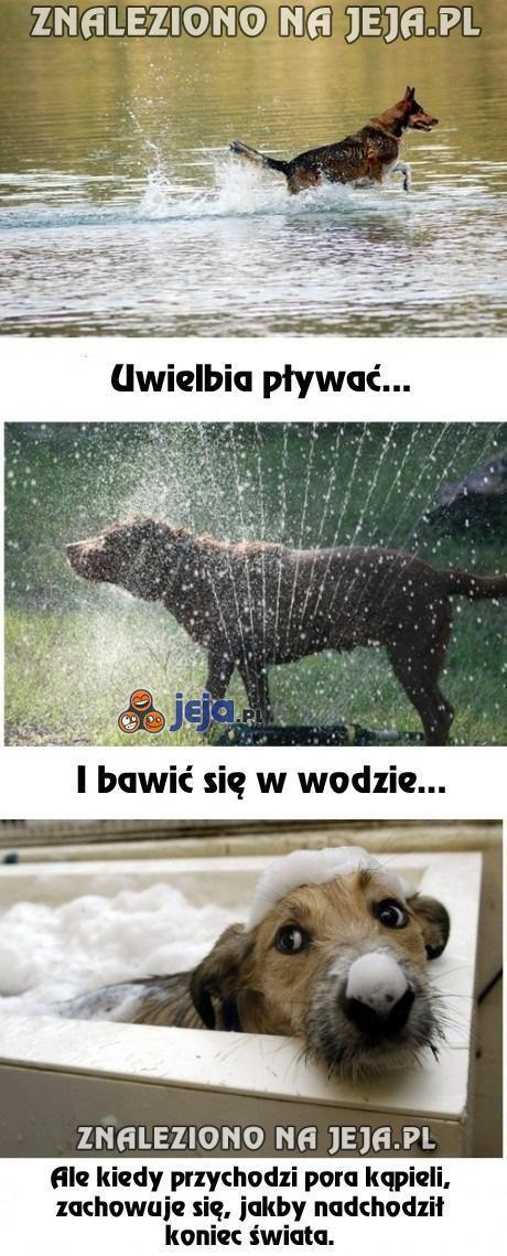 Wewnętrzne sprzeczności każdego psa