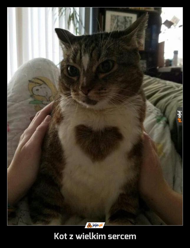 Kot z wielkim sercem