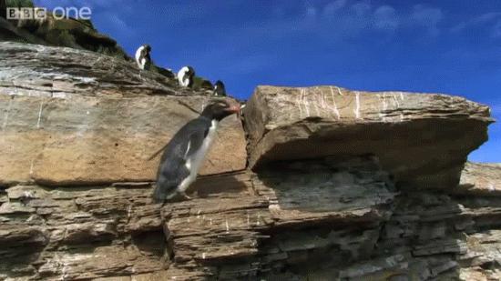 Pingwini parkour