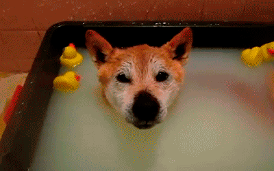Psiak podczas kąpieli