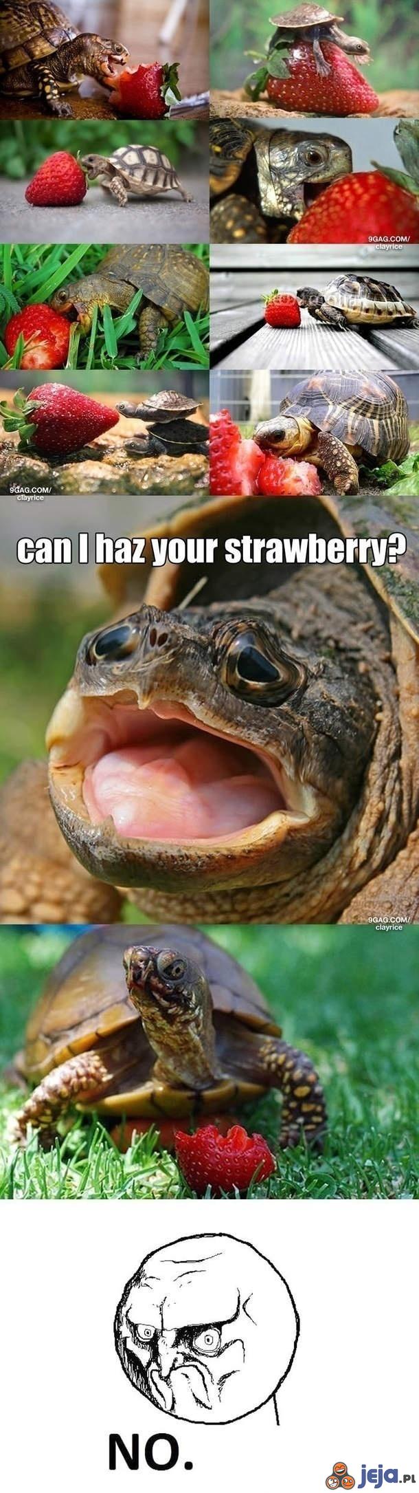 Żółw i truskawka