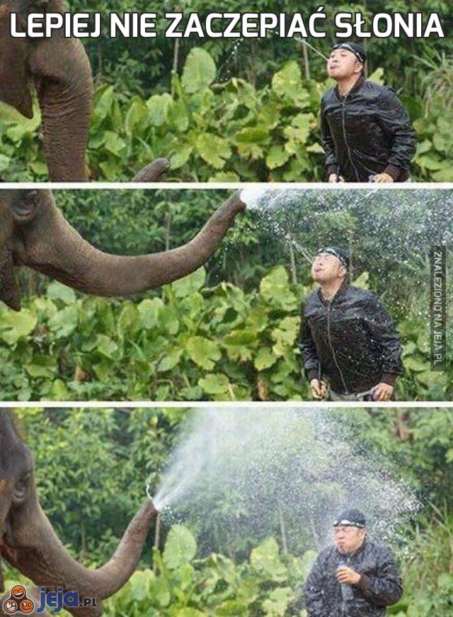 Lepiej nie zaczepiać słonia