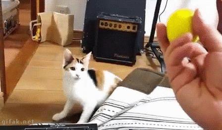 Jak odstraszyć kota