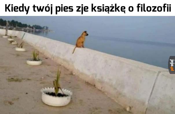 Jaki jest sens psiego życia?