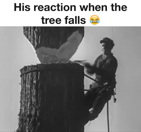 Jego reakcja, gdy drzewo spada...