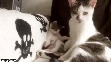 Kociak naśladuje mamę