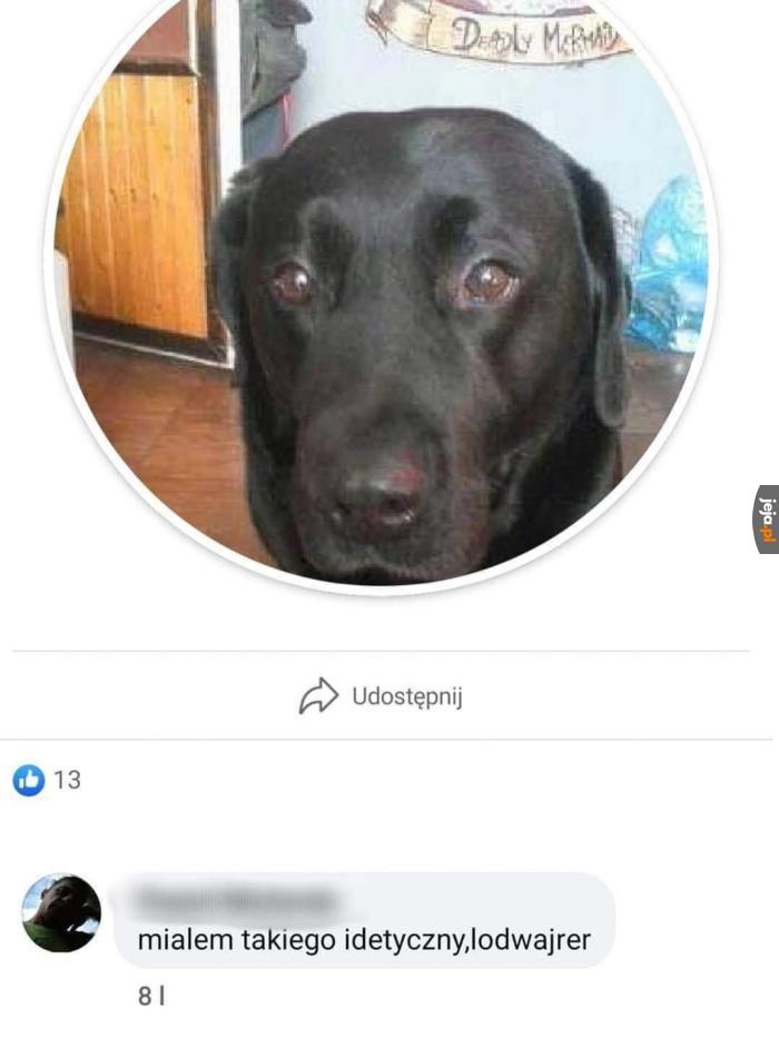 Piękna rasa