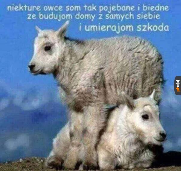 Kozy są fajne
