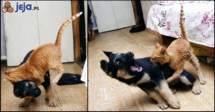 Wojna kota i psa