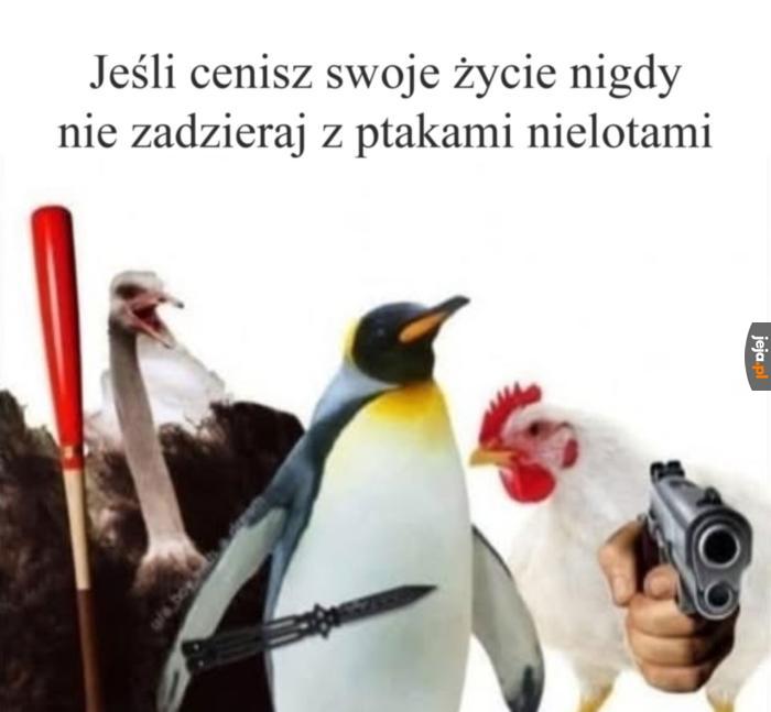 Są najbardziej temperamentne