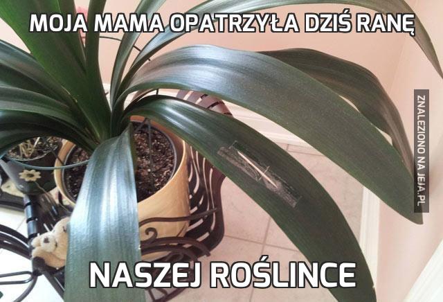 Moja mama opatrzyła dziś ranę