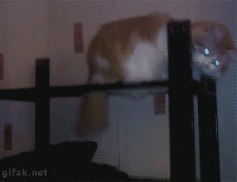 Smooth Catminal