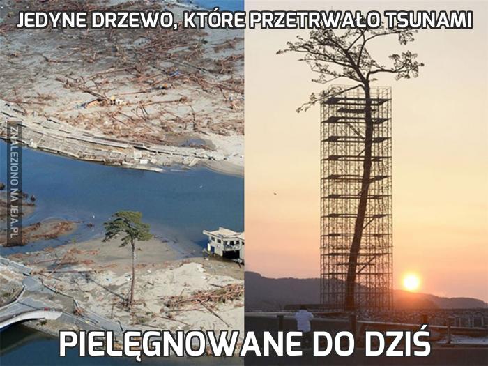 Jedyne drzewo, które przetrwało tsunami
