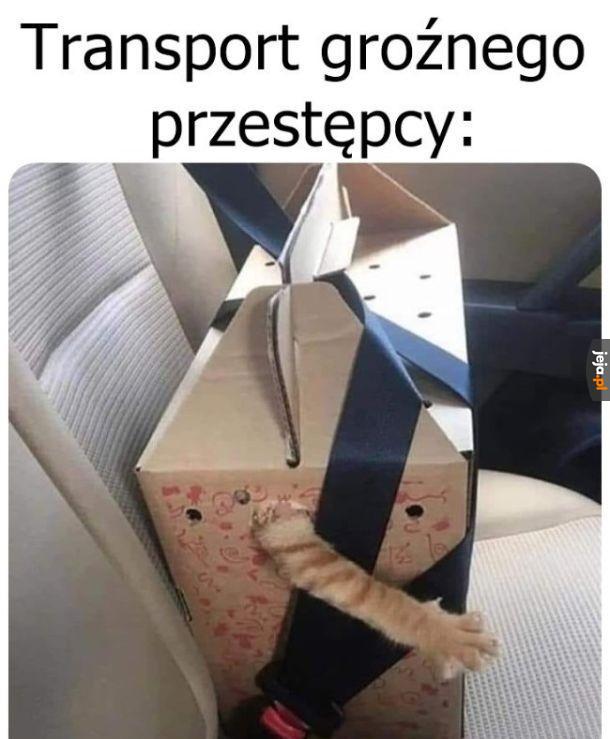 Bandzior