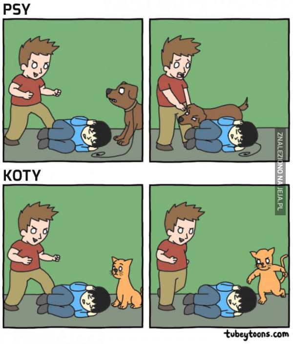 Psy vs koty