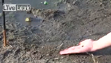 Jak zwabić żabę