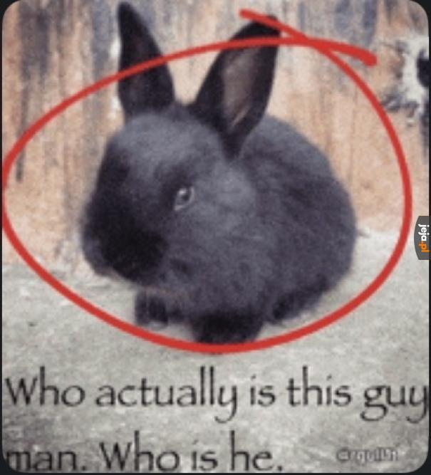 Nigger