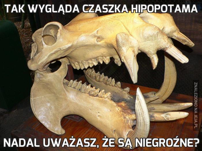Tak wygląda czaszka hipopotama