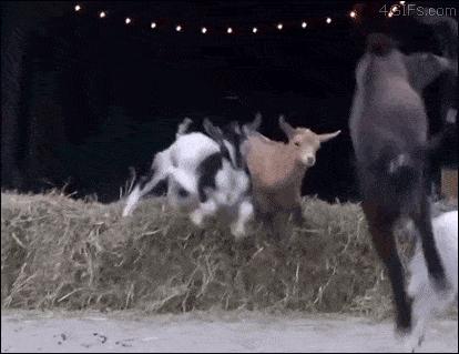 Ekstremalna koza