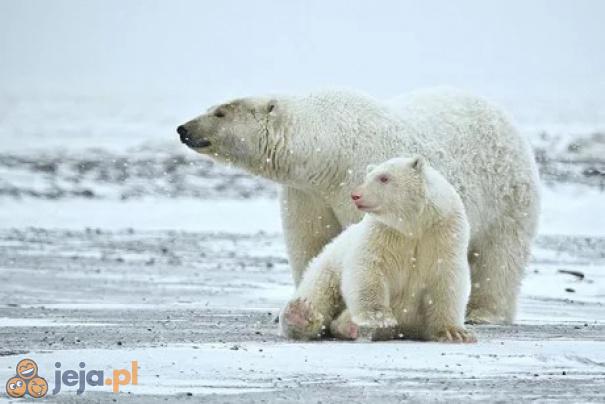 Niedźwiedź polarny albinos
