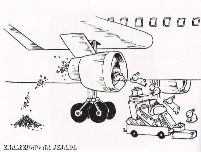 Samobójstwa zajączka: Zajączek w samolocie