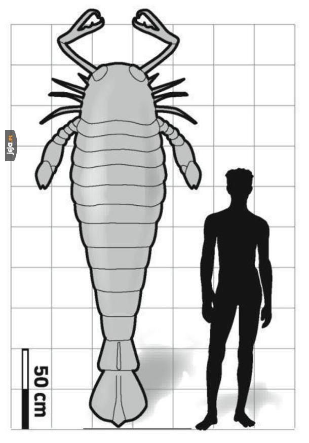 Prehistoryczny skorpion