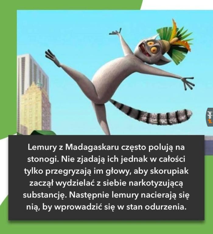 Jeszcze chwila i zacznę tu coś podejrzewać