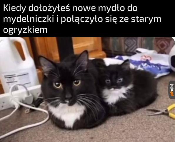 Powstał nowy organizm