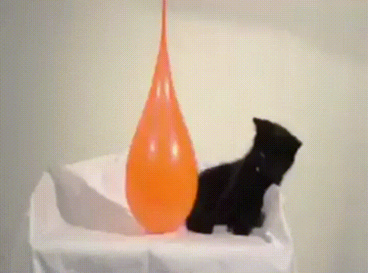 Kot i balon z wodą