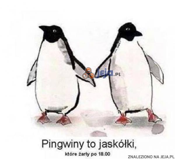 Pingwiny to jaskółki