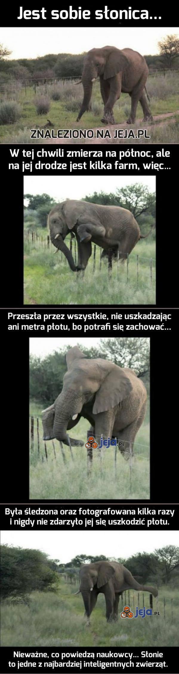 Słonie nie są głupie...