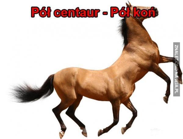 Pół centaur
