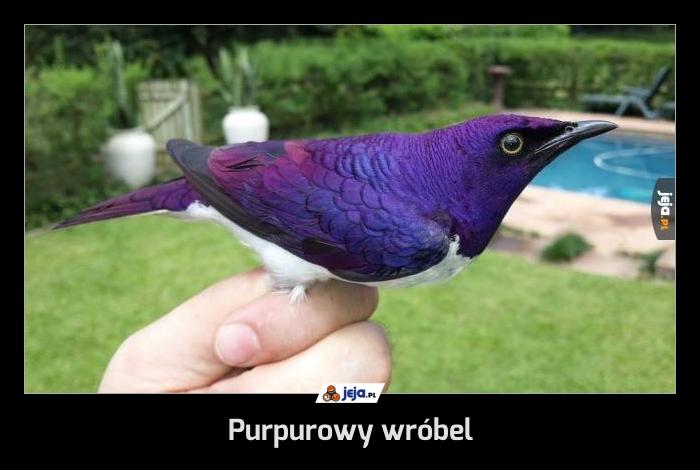 Purpurowy wróbel