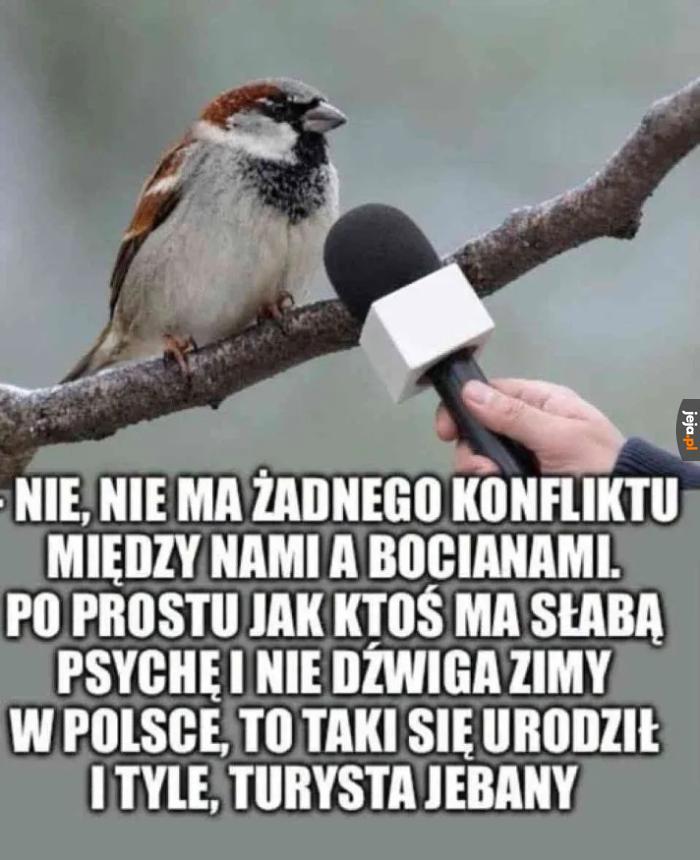Turysta