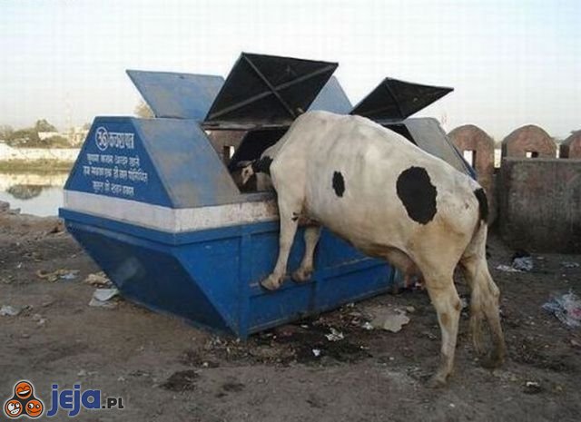 Krowa przy paśniku