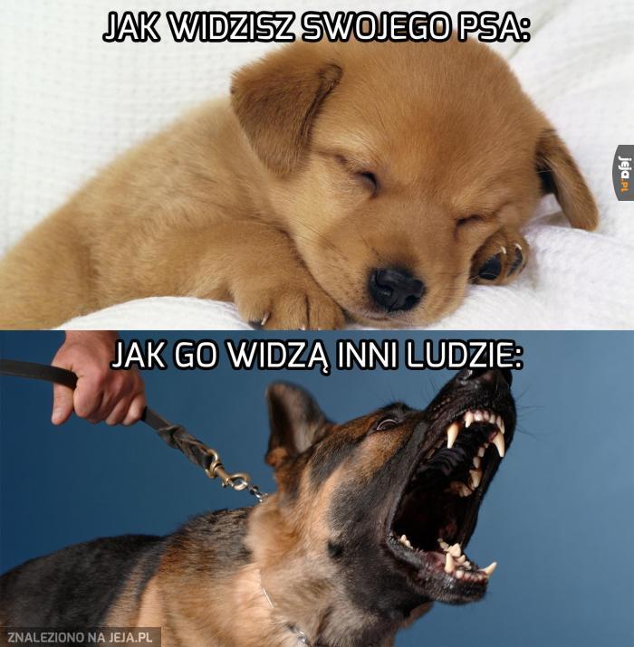 Twój pies