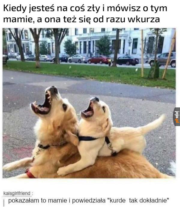 Niedaleko pada jabłko od jabłoni